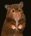 skrecok.gif
